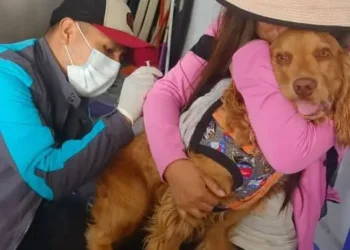 Las mascotas son vacunadas en las campañas contra la rabia. Foto: AMUN.