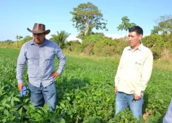 El ministro Yamil Flores confirma la producción de soya en Ixiamas. Foto: Ministerio de Desarrollo Rural.