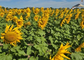 Producción de girasoles en San Julián. Foto: Anapo.