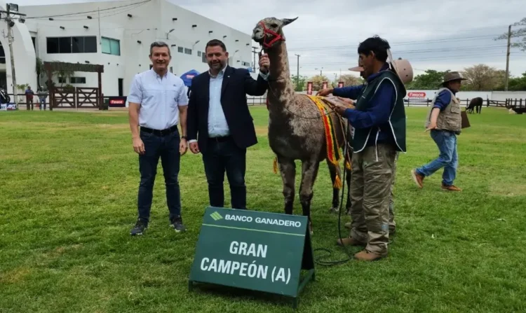 Expocruz