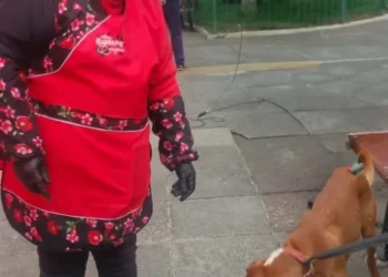 Vendedoras de anticuchos inician campaña para esterilizar a perros callejeros. FOTO: GAMLP