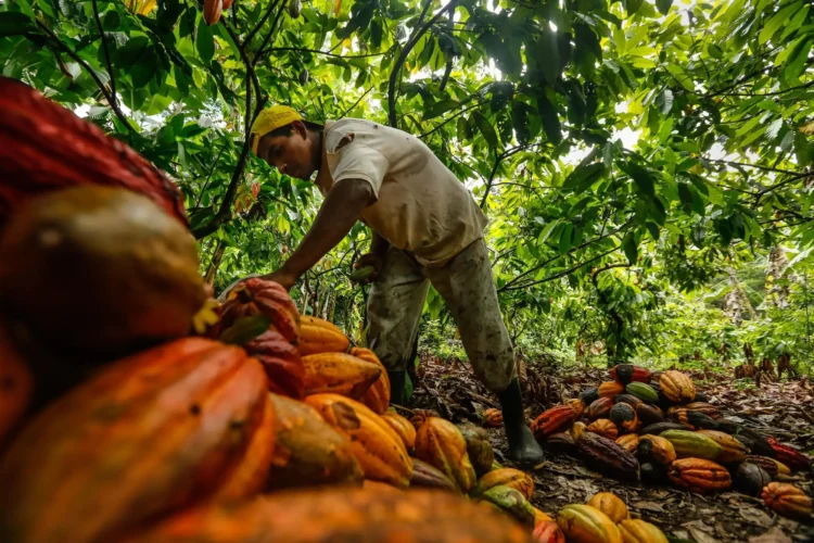 cacao