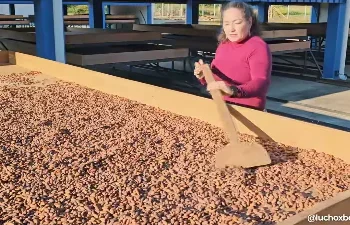 La planta de cacao en Pando. Foto: Lucho Arce.