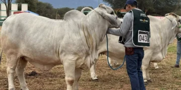 Expocruz