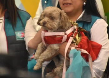 La Alcaldía de La Paz realizará una encuesta para saber la cifra de perros y gatos que existen en el municipio de La Paz. FOTO: GAMLP