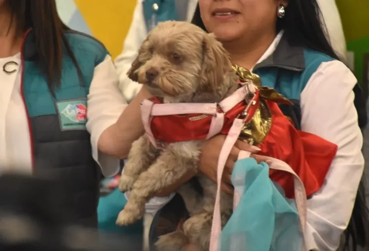 La Alcaldía de La Paz realizará una encuesta para saber la cifra de perros y gatos que existen en el municipio de La Paz. FOTO: GAMLP