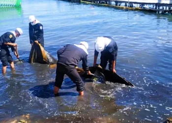 Un trabajo de limpieza en una de las playas del país. Foto: ABI.