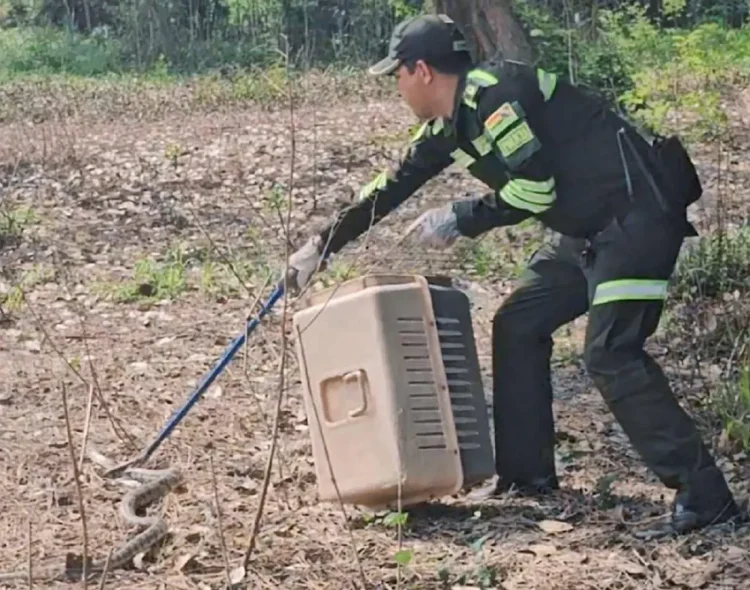 La serpiente fue liberada en un lugar seguro/Pofoma Beni