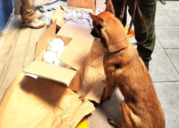 Vlady detectó la droga camuflada en velas/AFP