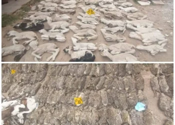 Al menos 600 vizcachas y 89 fetos de llama muertos fueron hallados en una vivienda de Oruro, FOTO: Pofoma