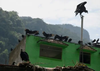Los buitres rondan los pueblos por los animales muertos/AFP