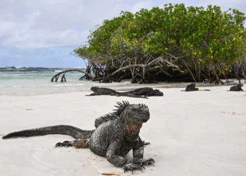 Las islas ecuatorianas de Galápagos/AFP