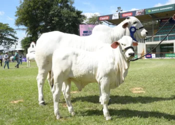 Asocebú