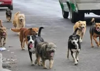 Perros callejeros pasen por las calles de Oruro. FOTO: ABI