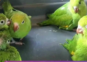 Pofoma rescató a 10 loros que eran comercializados en una feria en Punata, Cochabamba. FOTO: Pofoma