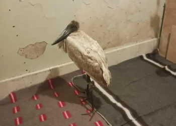 Una garza de pico bote rescatada personal técnico de la Gobernación de La Paz. FOTO: GADLP