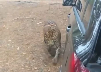 Pedro el jaguar 'domesticado' en Beni/Captura de video