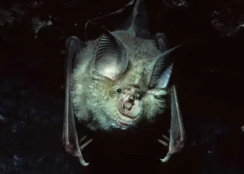 El murciélago bigotudo es portador del virus/Gizmodo