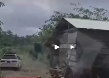 El avasallamiento sucedió en un predio donde se producían frutas. Foto: Unitel.
