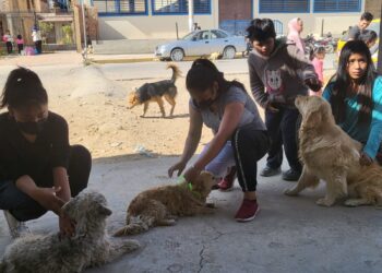 Este fin de semana se realiza en el país la campaña de vacunación contra la rabia canina. FOTO: OPS