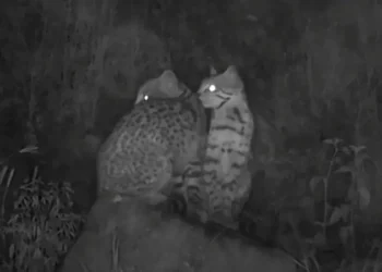 Tres especies de animales silvestres fueron halladas en el cerro San Pedro de Cochabamba. FOTO: red UNO