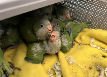 Pichones de loros eran vendidos de forma ilegal en una feria de Barrio Lindo, en Santa Cruz. FOTO: GADC