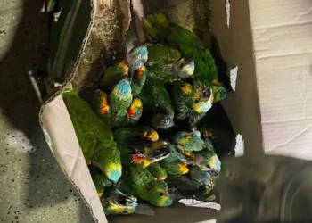 Las aves eran transportadas en cajas de cartón/Policía Boliviana