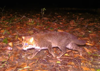 El felino fue captado por una cámara trampa/AFP
