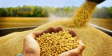 soya