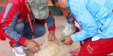 La campaña masiva de vacunación se realizó este fin de semana. Foto: Sedes Oruro.