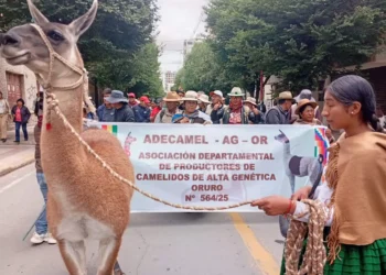 camélidos