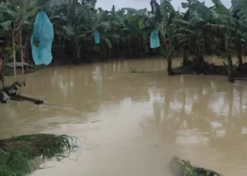 La mujer murió en una plantación de banano/Captura de pantalla