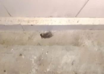 El ratón encontrado en el horno de Rubén Ríos. Foto: AMUN.
