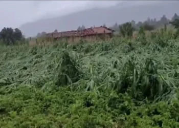 Los maizales en Sipe Sipe quedaron destruidos/Captura de pantalla