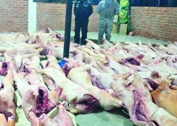 El decomiso de cerdos. Foto: AEP.