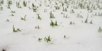 Los cultivos quedaron cubiertos de granizo/RRSS