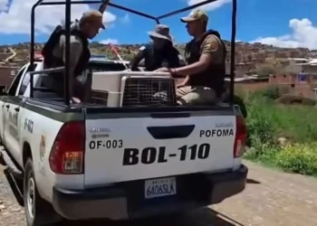 El can fue llevado a la Unidad de Zoonosis/Captura de pantalla