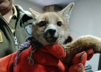 El cachorro fue puesto bajo resguardo para su valoración médica. (Foto: Policía Boliviana)