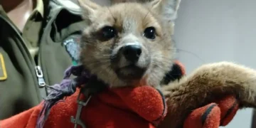 El cachorro fue puesto bajo resguardo para su valoración médica. (Foto: Policía Boliviana)