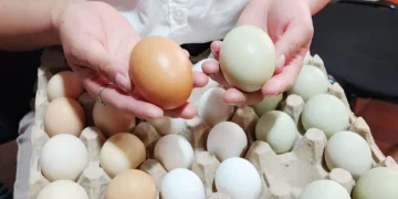 En La Paz ya se produce y comercializa los huevos de colores. FOTO: UMSA