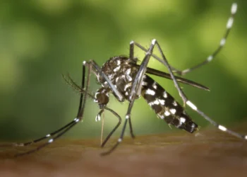 El mosquito aedes aegypti. Foto referencial RRSS