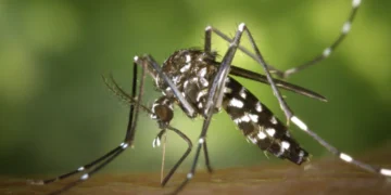 El mosquito aedes aegypti. Foto referencial RRSS