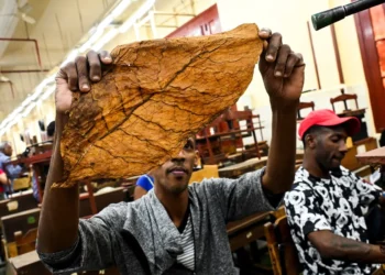 Un trabajador muestra la forma tradicional de hacer habanos en Cuba