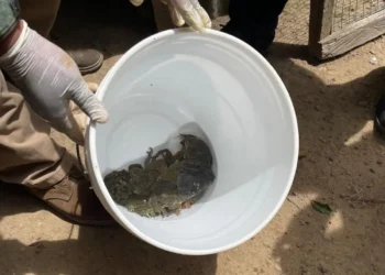 Pofoma y la Fiscalía rescataron 27 ranas gigantes en Huatajata. FOTO: FGE