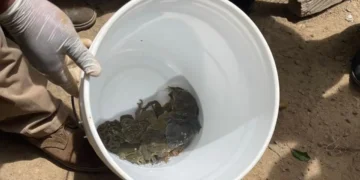 Pofoma y la Fiscalía rescataron 27 ranas gigantes en Huatajata. FOTO: FGE