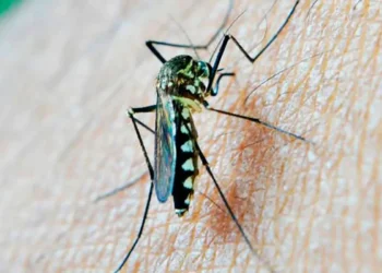 El mosquito de la chikungunya