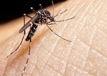 El mosquito transmisor de chikungunya. Foto ilustrativa (RRSS)