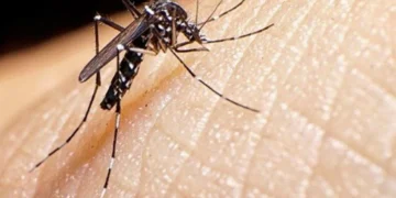 El mosquito transmisor de chikungunya. Foto ilustrativa (RRSS)