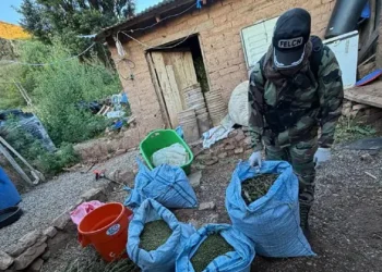 La marihuana que se utilizaba para producir droga líquida/Felcn