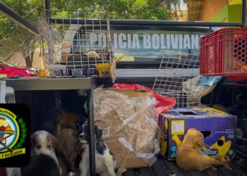 Los canes rescatados por Pofoma en Cochabamba. (Foto: Foforma)